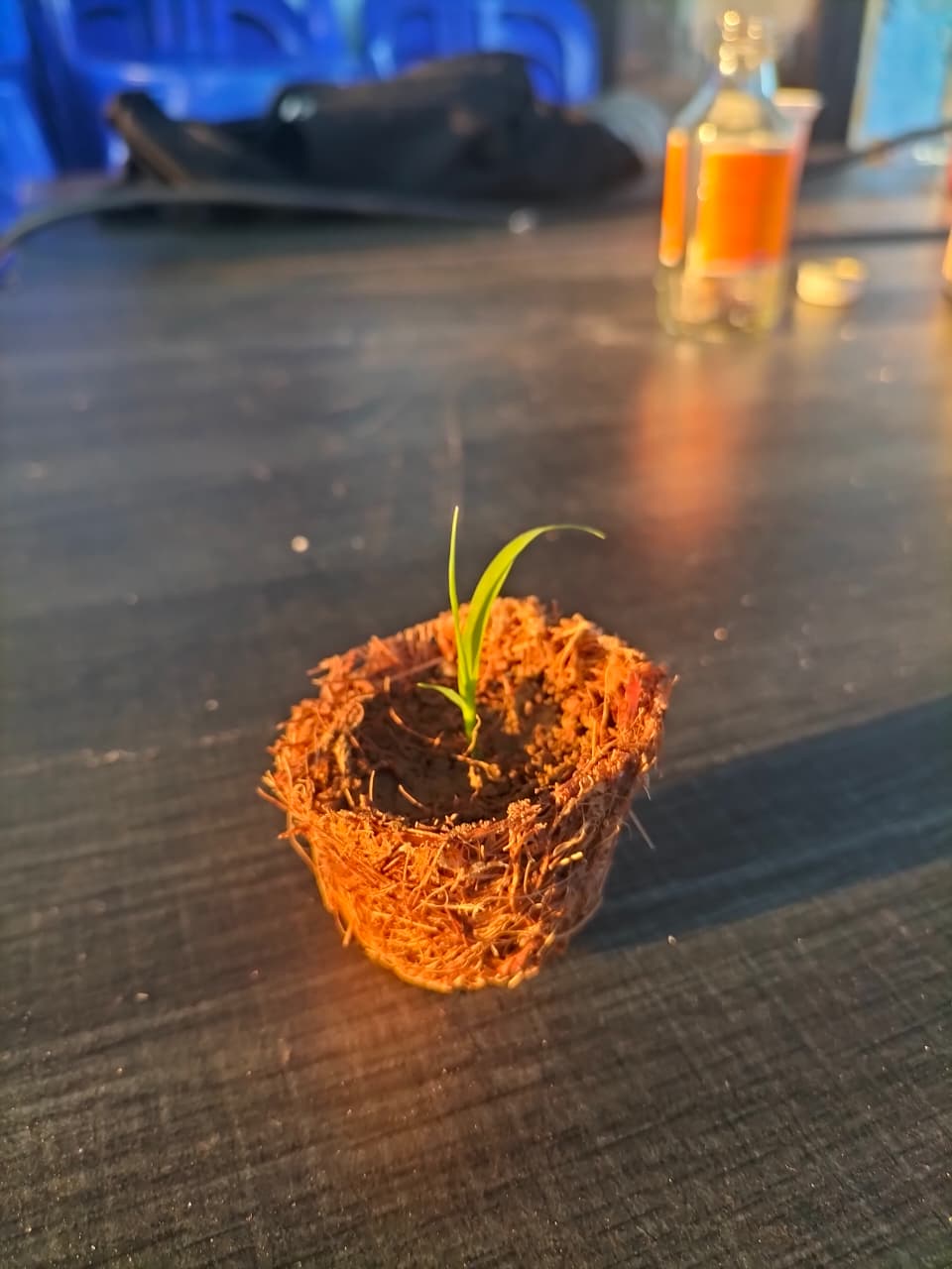 cocopot 